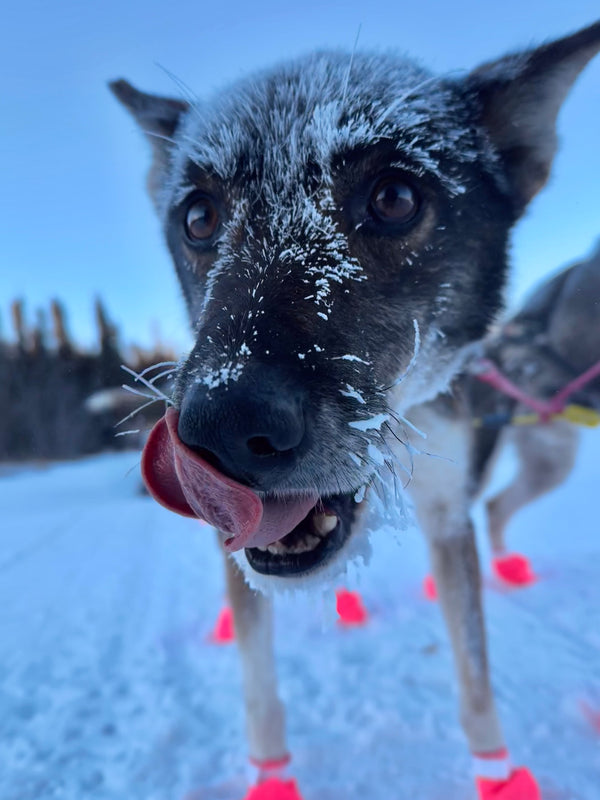 Denali